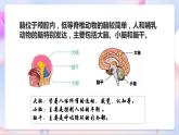 苏教版科学五年级下册  5.1《大脑》课件+教案+练习+素材