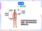 苏教版科学五年级下册    5.2《神经》课件+教案+练习+素材