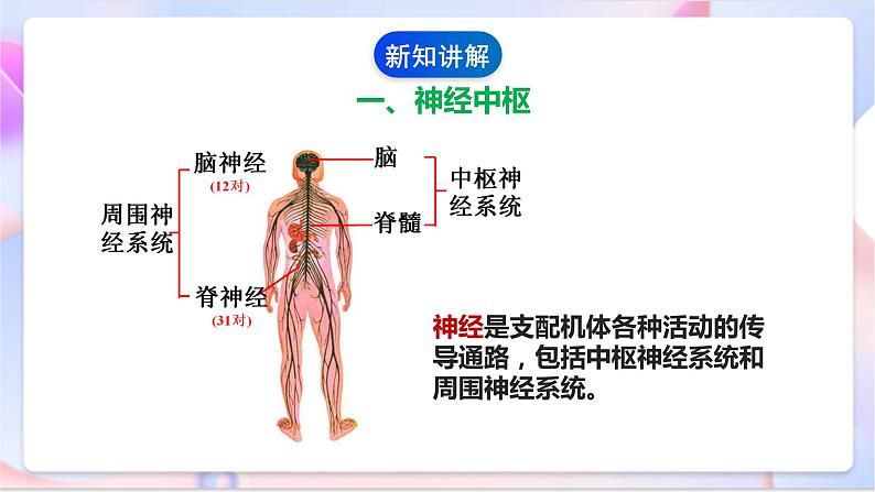 苏教版科学五年级下册    5.2《神经》课件第5页