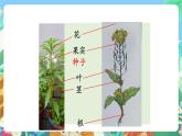 教科版科学四年级下册 2.1《油菜花开了》教学设计+反思+课件+习题附答案+微课+活动记录单