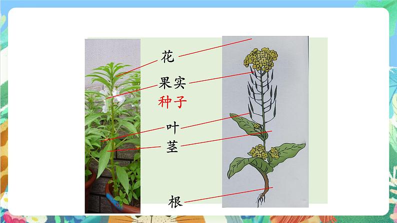 科教版科学四年级下册 2.1《油菜花开了》课件第4页