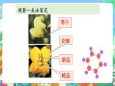 教科版科学四年级下册 2.1《油菜花开了》教学设计+反思+课件+习题附答案+微课+活动记录单