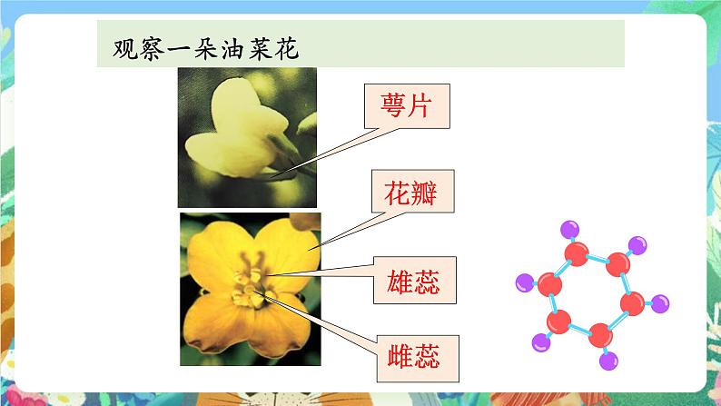 科教版科学四年级下册 2.1《油菜花开了》课件第5页