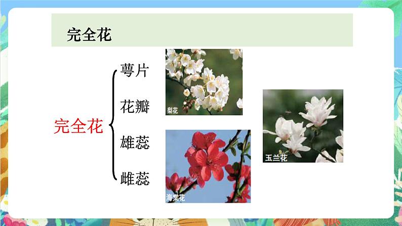 教科版科学四年级下册 2.2 《各种各样的花》教学设计+反思+课件+习题附答案+素材03