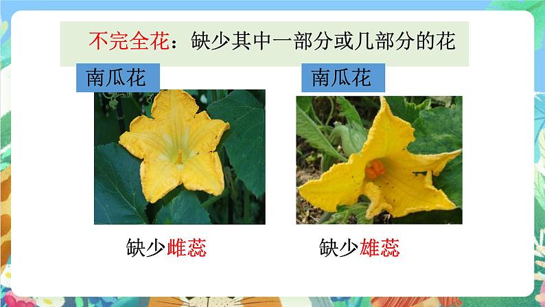 教科版科学四年级下册 2.2 《各种各样的花》教学设计+反思+课件+习题附答案+素材04