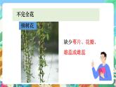 教科版科学四年级下册 2.2 《各种各样的花》教学设计+反思+课件+习题附答案+素材