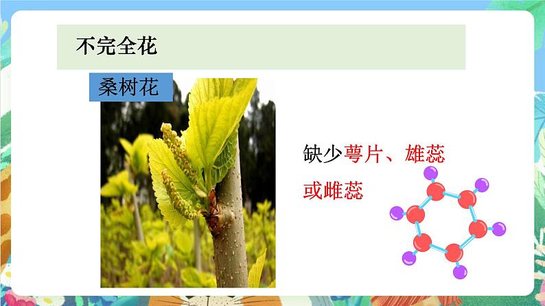 教科版科学四年级下册 2.2 《各种各样的花》教学设计+反思+课件+习题附答案+素材06