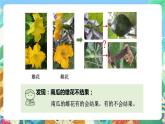 教科版科学四年级下册 2.3  《花、果实和种子》教学设计+反思+课件+课后习题附答案+素材
