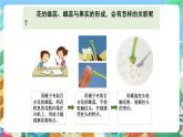 教科版科学四年级下册 2.3  《花、果实和种子》教学设计+反思+课件+课后习题附答案+素材
