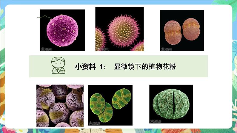 教科版科学四年级下册 2.3  《花、果实和种子》教学设计+反思+课件+课后习题附答案+素材06