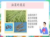 教科版科学四年级下册 2.4 《把种子散播到远处》 教学设计+反思+课件+习题附答案+素材
