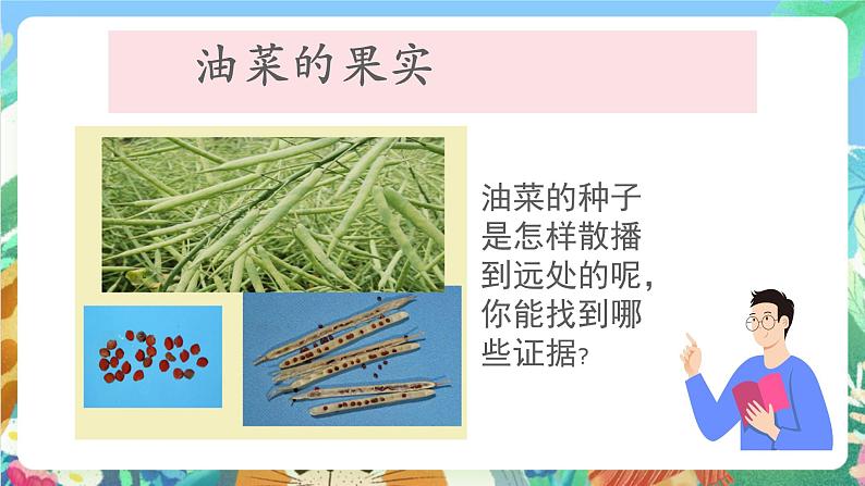 教科版科学四年级下册 2.4 《把种子散播到远处》 教学设计+反思+课件+习题附答案+素材03