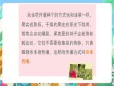 教科版科学四年级下册 2.4 《把种子散播到远处》 教学设计+反思+课件+习题附答案+素材