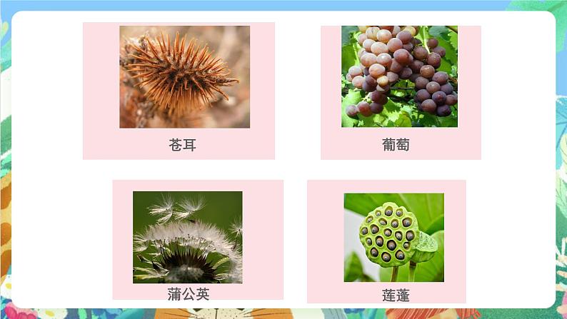 教科版科学四年级下册 2.4 《把种子散播到远处》 教学设计+反思+课件+习题附答案+素材06