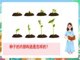 教科版科学四年级下册 2.5  《种子的萌发》 教学设计+反思+课件+习题附答案+素材