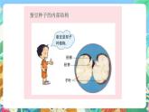 教科版科学四年级下册 2.5  《种子的萌发》 教学设计+反思+课件+习题附答案+素材