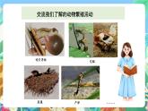 教科版科学四年级下册 2.7  《动物的繁殖活动》 教学设计+反思+课件+习题附答案+微课