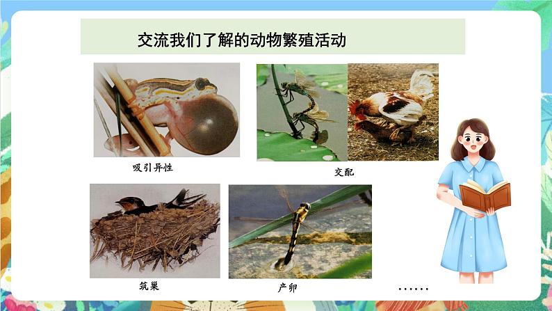 科教版科学四年级下册 2.7  《动物的繁殖活动》 课件第2页