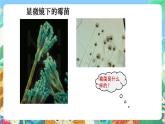 教科版科学四年级下册 3.5  《面包发霉了》教学设计+课件+教学反思+习题附答案+微课+实验记录单