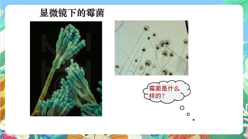 教科版科学四年级下册 3.5  《面包发霉了》教学设计+课件+教学反思+习题附答案+微课+实验记录单05