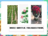 粤科版科学三年级下册 1.3 土壤与植物 课件