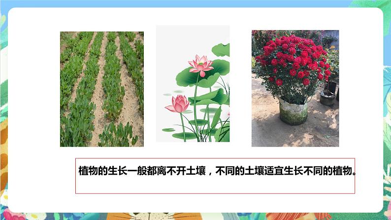 粤科版科学三年级下册 1.3 土壤与植物 课件03