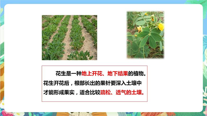 粤科版科学三年级下册 1.3 土壤与植物 课件05