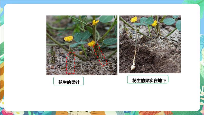 粤科版科学三年级下册 1.3 土壤与植物 课件06