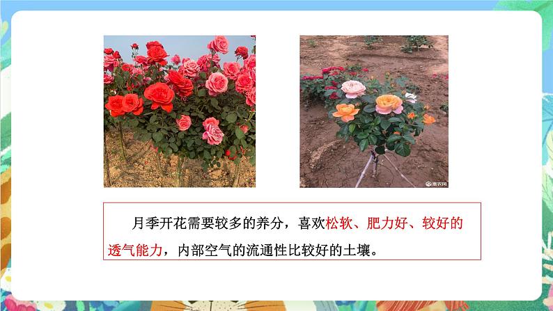 粤科版科学三年级下册 1.3 土壤与植物 课件08