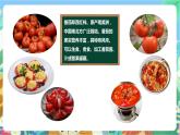 粤科版科学三年级下册 3.11  一株番茄 课件