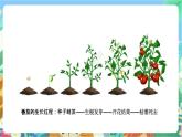 粤科版科学三年级下册 3.11  一株番茄 课件