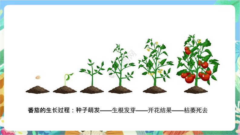 粤科版科学三年级下册 3.11  一株番茄 课件04