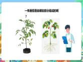 粤科版科学三年级下册 3.11  一株番茄 课件