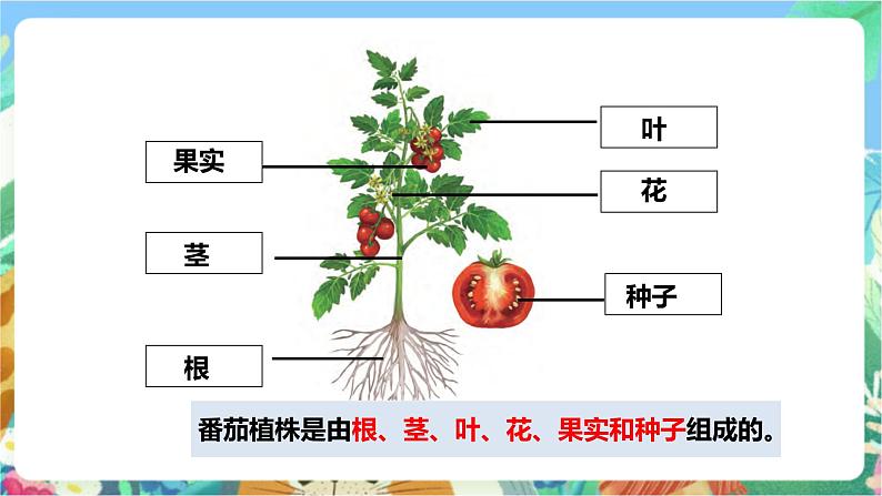 粤科版科学三年级下册 3.11  一株番茄 课件08