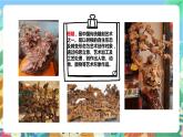 粤科版科学三年级下册  3.14 植物的根 课件