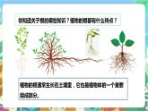 粤科版科学三年级下册  3.14 植物的根 课件