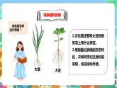 粤科版科学三年级下册  3.14 植物的根 课件