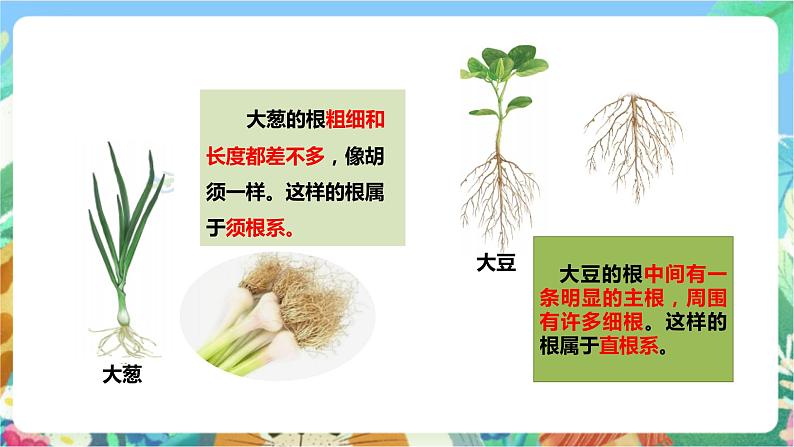 粤科版科学三年级下册  3.14 植物的根 课件05