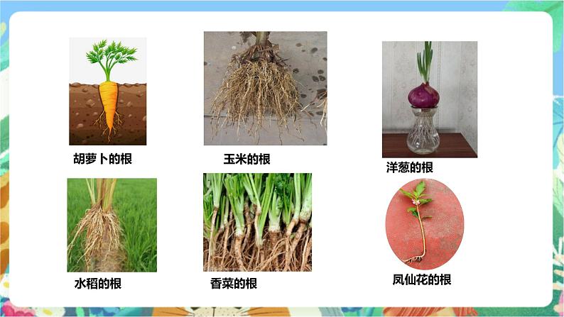粤科版科学三年级下册  3.14 植物的根 课件06