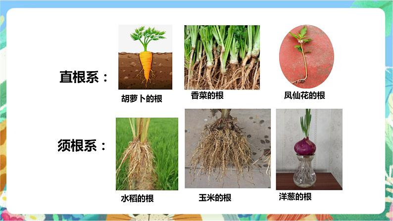 粤科版科学三年级下册  3.14 植物的根 课件07