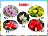 粤科版科学三年级下册 3.15 植物的花 课件