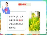 粤科版科学三年级下册 3.15 植物的花 课件