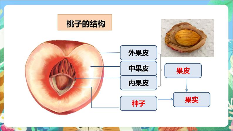 粤科版科学三年级下册  3.16 果实和种子 课件08