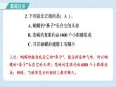 1.3 观察身边微小的物体（习题课件）-2024-2025学年六年级上册科学教科版