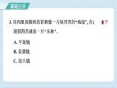 1.3 观察身边微小的物体（习题课件）-2024-2025学年六年级上册科学教科版