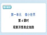 1.4 观察洋葱表皮细胞（习题课件）-2024-2025学年六年级上册科学教科版