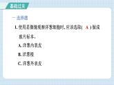 1.4 观察洋葱表皮细胞（习题课件）-2024-2025学年六年级上册科学教科版