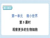 1.5 观察更多的生物细胞（习题课件）-2024-2025学年六年级上册科学教科版
