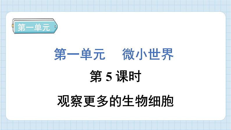 1.5 观察更多的生物细胞（习题课件）-2024-2025学年六年级上册科学教科版01