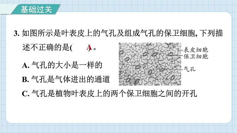 1.5 观察更多的生物细胞（习题课件）-2024-2025学年六年级上册科学教科版04